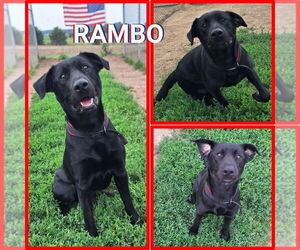 Labrador Retriever-Unknown Mix Dogs for adoption in Pierceton , IN, USA
