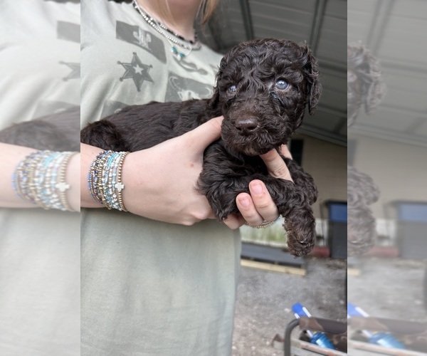 Medium Photo #4 Poodle (Standard) Puppy For Sale in PARIS, TN, USA