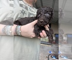 Small #3 Poodle (Standard)