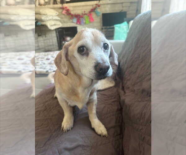 Medium Photo #1 Beagle-Unknown Mix Puppy For Sale in Salt Lake City, UT, USA