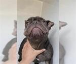 Small French Bulldog