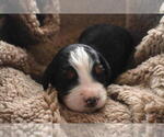 Small Photo #26 Bernedoodle Puppy For Sale in ELMWOOD, IL, USA
