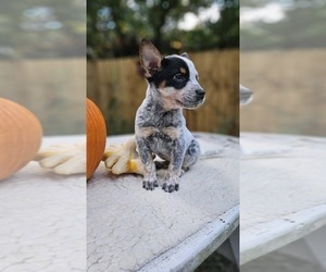 Medium Australian Cattle Dog