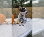 Puppy Male Australian Cattle Dog