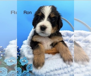Medium Bernedoodle