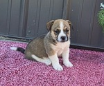 Small Photo #8 Augi Puppy For Sale in MEADOWS OF DAN, VA, USA