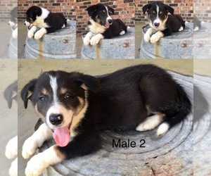 Border Collie Puppy for sale in SMITHVILLE, AR, USA
