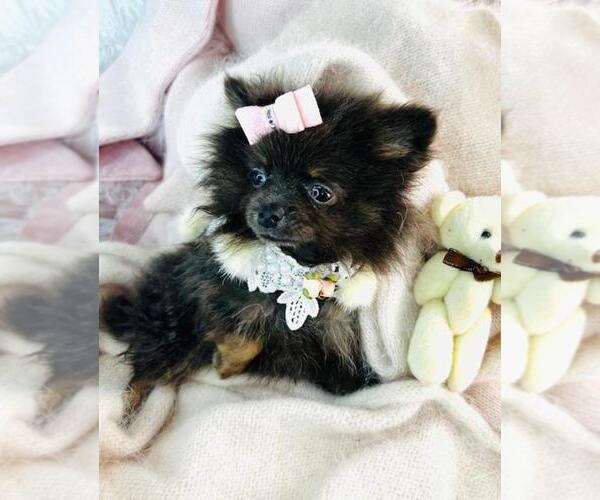 Medium Photo #5 Pomeranian Puppy For Sale in HOUSTON, TX, USA