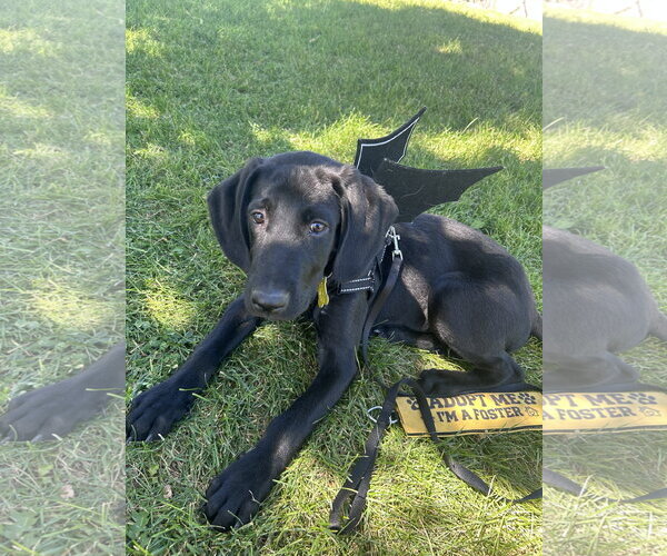 Medium Photo #2 Labrador Retriever-Unknown Mix Puppy For Sale in Sandy, UT, USA