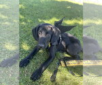 Small Photo #2 Labrador Retriever-Unknown Mix Puppy For Sale in Sandy, UT, USA