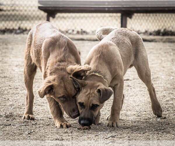 Medium Photo #19 Golden Shepherd Puppy For Sale in Laramie, WY, USA