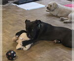Small #10 American Pit Bull Terrier-Labrador Retriever Mix