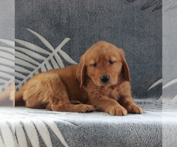 Medium Photo #3 Golden Retriever Puppy For Sale in GORDONVILLE, PA, USA