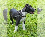 Small Photo #2 Bulldog-Unknown Mix Puppy For Sale in Miami, FL, USA