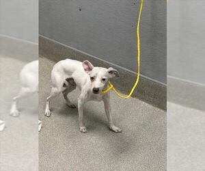 Chihuahua-Unknown Mix Dogs for adoption in Las Vegas, NV, USA