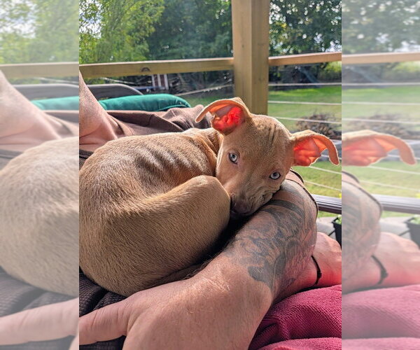 Medium Photo #3 Mutt Puppy For Sale in Wenonah, NJ, USA