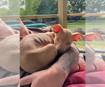 Small Photo #3 Mutt Puppy For Sale in Wenonah, NJ, USA