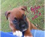 Small Photo #2 Boxer Puppy For Sale in WESTVILLE, IN, USA