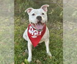 Small #7 American Bulldog-Staffordshire Bull Terrier Mix