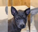 Small #31 Thai Ridgeback