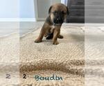 Small #2 Mutt