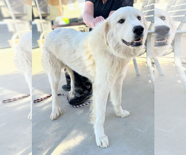 Medium Photo #8 Golden Pyrenees Puppy For Sale in San Diego, CA, USA