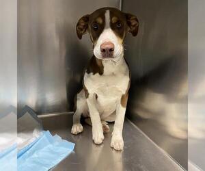 Staffordshire Bull Terrier-Unknown Mix Dogs for adoption in Modesto, CA, USA