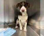 Small Staffordshire Bull Terrier Mix