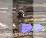 Small Photo #7 French Bulldog Puppy For Sale in Pilis, Pest, Hungary