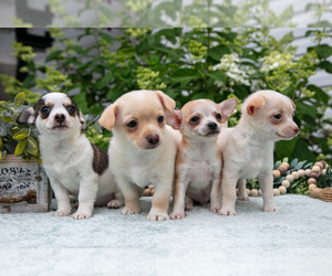 Chihuahua Litter for sale in BERNE, IN, USA