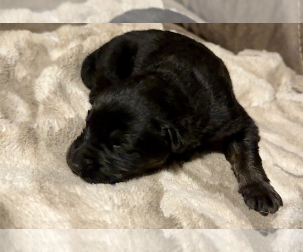 Medium Photo #1 German Shepherd Dog Puppy For Sale in CORNELL, MI, USA