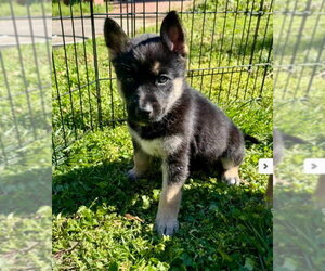 Siberian Husky-Unknown Mix Dogs for adoption in Holly Springs, NC, USA