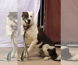 Reggie - Male Mutt Dog for Adoption - Photo #4