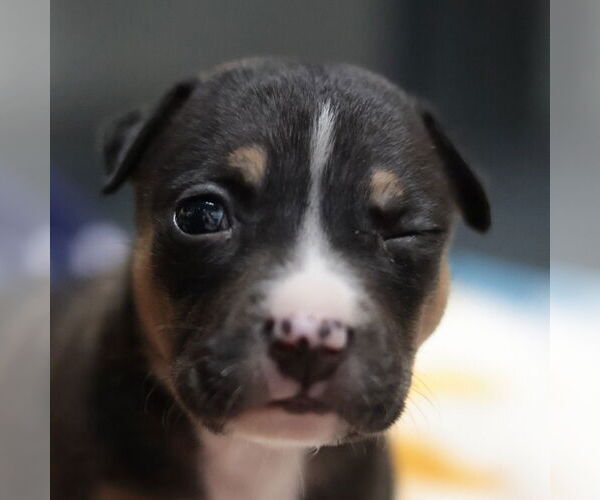 Medium Photo #9 Mutt Puppy For Sale in Philadelphia, PA, USA