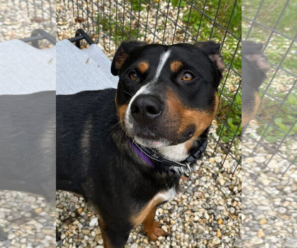 Medium Photo #2 Mutt Puppy For Sale in Jackson , NJ, USA