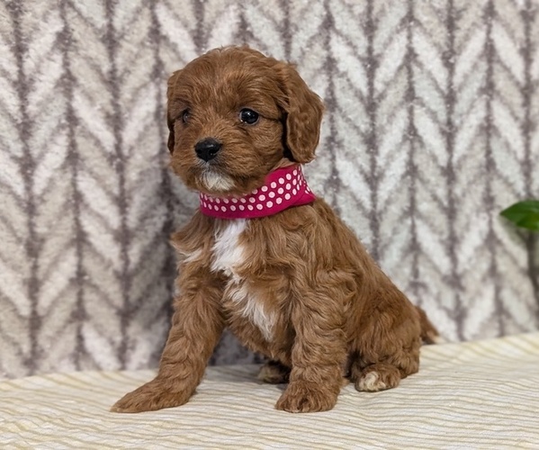 Medium Photo #53 Cavapoo (Miniature) Puppy For Sale in GOSHEN, IN, USA