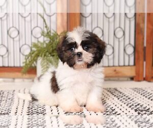 Shih Tzu Puppy for sale in NAPLES, FL, USA