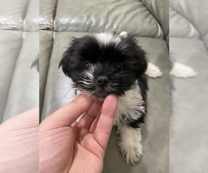 Shih Tzu Puppy for sale in MONTCLAIR, CA, USA