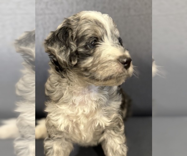 Medium Photo #3 Golden Mountain Doodle  Puppy For Sale in JIM FALLS, WI, USA