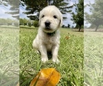 Small Photo #2 English Cream Golden Retriever Puppy For Sale in LOUISBURG, NC, USA