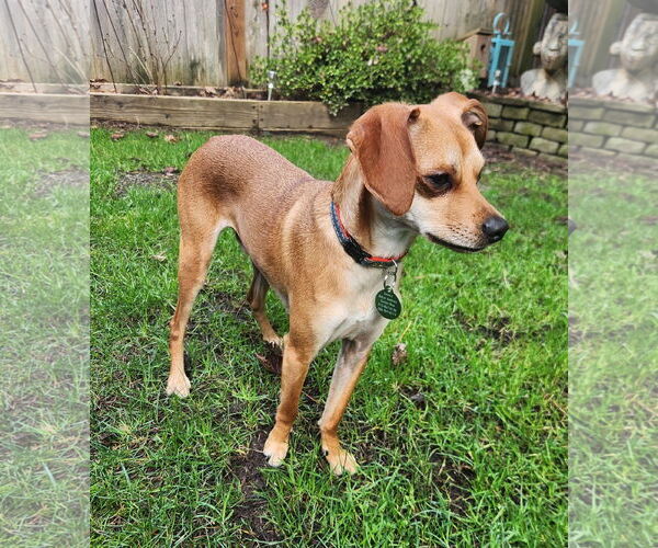 Medium Photo #2 Chihuahua-Whippet Mix Puppy For Sale in Bellevue, WA, USA