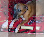 Small #3 Black Mouth Cur Mix