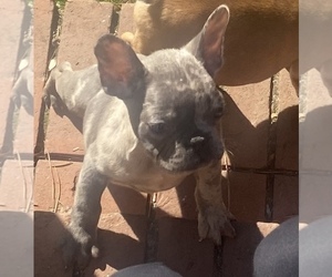 French Bulldog Puppy for Sale in FOREST HILLS, Georgia USA