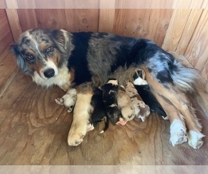 Mother of the Australian Shepherd puppies born on 07/04/2020