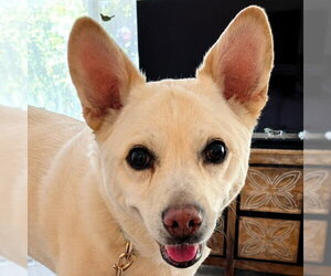 Canaan Dog-Unknown Mix Dogs for adoption in Lake Forest, CA, USA