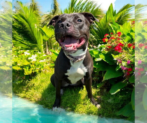 Medium Photo #8 American Pit Bull Terrier Puppy For Sale in Glen Allen, VA, USA