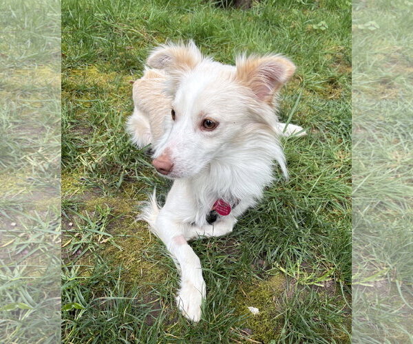 Medium Photo #2 Mutt Puppy For Sale in Bellevue, WA, USA