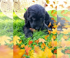 Bernedoodle Puppy for sale in PEYTON, CO, USA