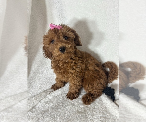 Medium Photo #2 Goldendoodle (Miniature) Puppy For Sale in GREENFIELD, IN, USA