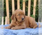 Small #3 Golden Irish